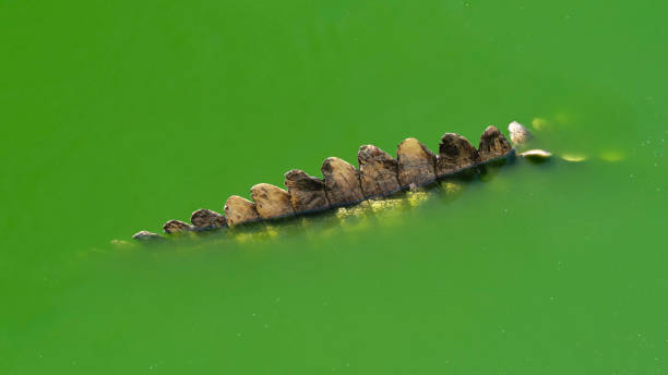 A detailed view of a crocodile's tail partially submerged in a green algae-covered river, showcasing its unique texture and the natural habitat of this fascinating reptile.