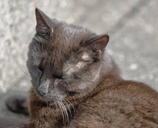 My sweet cat sitting outdoor