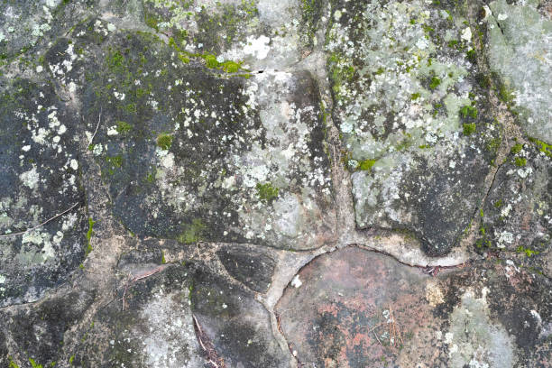 istock A rugged sandstone wall featuring moss, lichen, and visible concrete seams, showcasing a vibrant interplay of nature and structure 2202380785