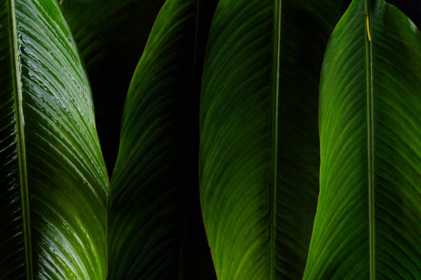 istock Vibrant green leaves showcasing intricate textures and patterns in natural light 2202380880
