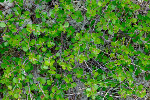 Birch tree leaves background
