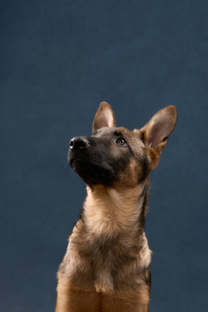 istock Wolfdog Puppy Looking Up on Blue Background 2202381174