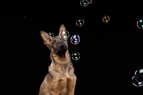 The dog, the pet, has fleas