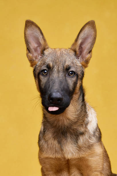 istock Wolfdog Puppy Tilting Head Slightly on Yellow Background 2202381195