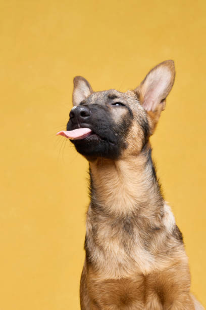 istock Wolfdog Puppy Tilting Head Slightly on Yellow Background 2202381200