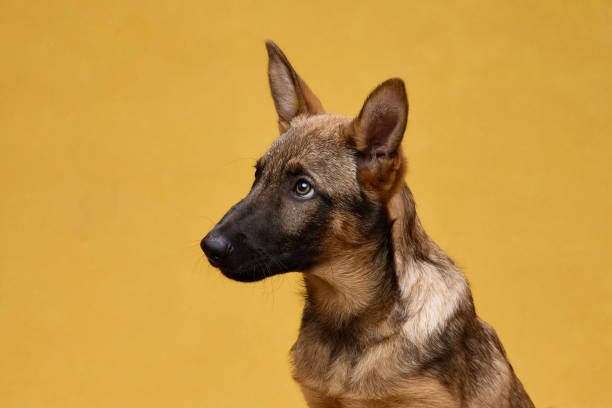 istock Wolfdog Puppy Side Profile on Yellow Background 2202381202