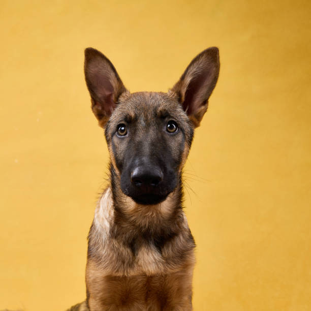 istock Wolfdog Puppy Front-Facing Portrait on Yellow Background 2202381203