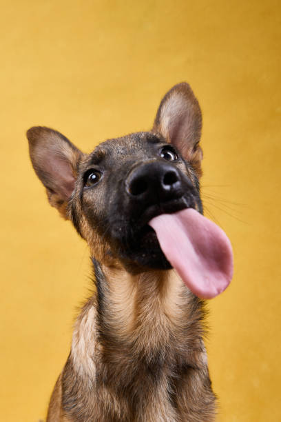 istock Wolfdog Puppy Looking at Camera with Bright Expression on Yellow Background 2202381205