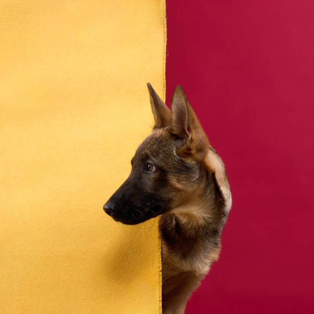 istock Wolfdog Puppy Peering from Red and Yellow Backdrop 2202381209