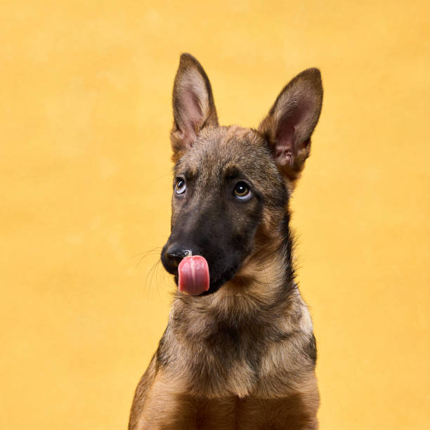 istock Wolfdog Puppy Looking at Camera with Yellow Backdrop 2202381212