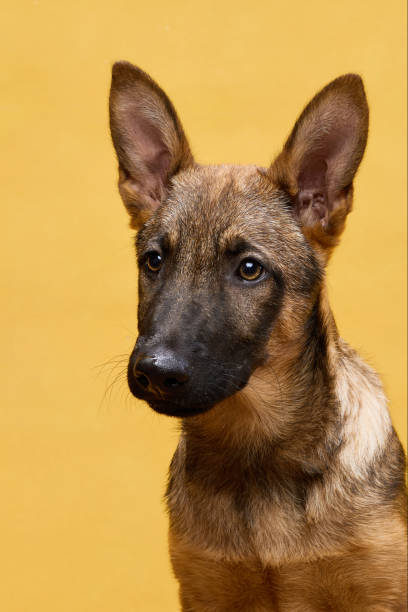 istock Wolfdog Puppy Portrait on Yellow Background 2202381214