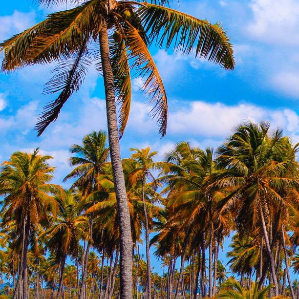 A vibrant, lush grove of tropical palm trees gently swaying beneath a bright blue sky with fluffy clouds, evoking feelings of tranquility and idyllic nature vacation vibes.