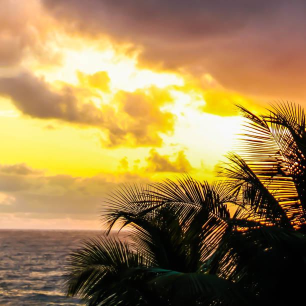 A vibrant sunset over the ocean with dramatic clouds and palm tree silhouettes in the foreground, creating a serene tropical landscape with vivid shades of yellow and orange.
