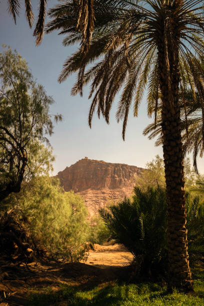 The water in AlUla Oasis primarily comes from underground aquifers, which are deep water sources trapped beneath the desert surface. These aquifers are replenished by rainfall and runoff from the surrounding mountains.  The water sources have made AlUla a sustainable oasis in an otherwise dry desert region, supporting both ancient civilizations and modern-day residents and visitors.  The oasis has been a key settlement and trade hub for centuries.