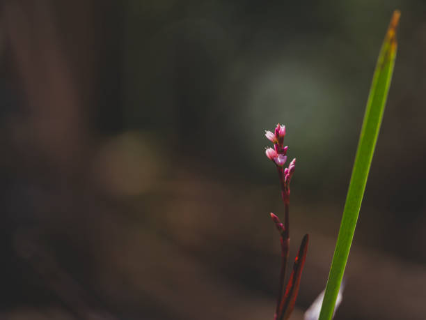 beautiful flower in the garden