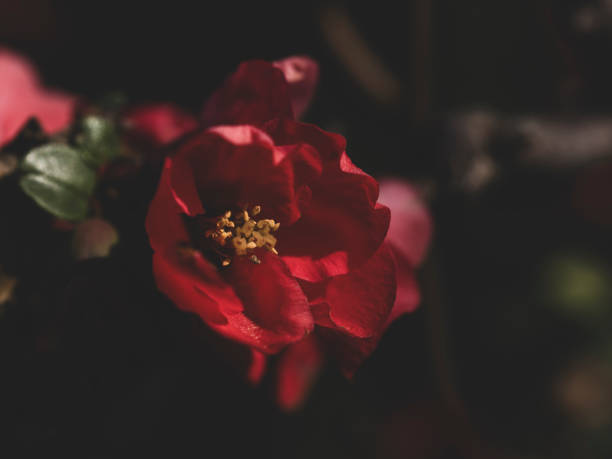 beautiful flower in the forest