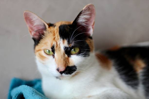 istock Tabby cat looking straight to the camera 2202394204