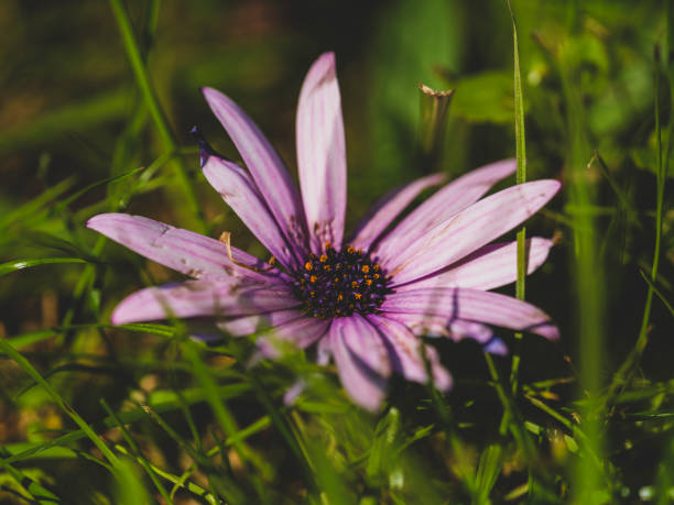 beautiful flower in the forest