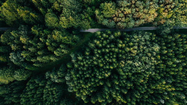 istock Aerial View of a Pine Forest with a Pathway Running Through It 2202397341
