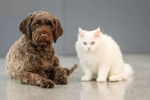 istock Portuguese Water Dog and Fluffy White Kitten Sitting Side by Side 2202397826