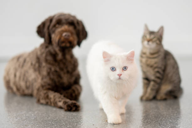 A fluffy white Persian-mix kitten with striking blue eyes walks confidently toward the camera, while a brown Portuguese Water Dog and a tabby cat sit blurred in the background. The minimalist indoor setting and soft lighting create a warm, inviting atmosphere.