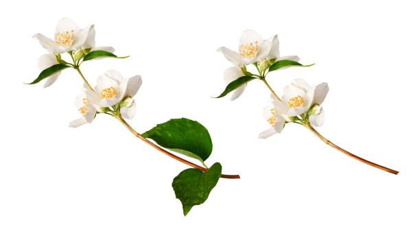 istock Branches of blooming jasmine  (Philadelphus coronarius) isolated on white background. 2202397885