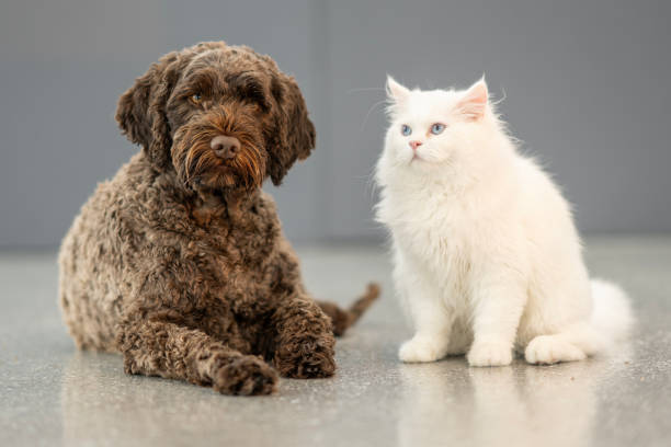 istock Portuguese Water Dog and Fluffy White Kitten Sitting Side by Side 2202397886