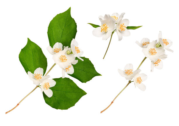 istock A blooming jasmine (Philadelphus coronarius) isolated on a white background. 2202397887