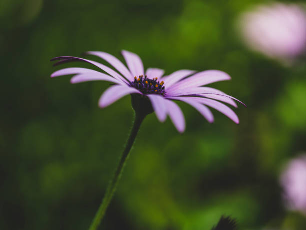 Balcony potted flowers photographed with an old lens with an inverted lens