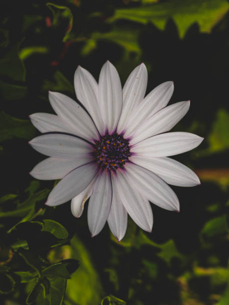 beautiful flower in the forest