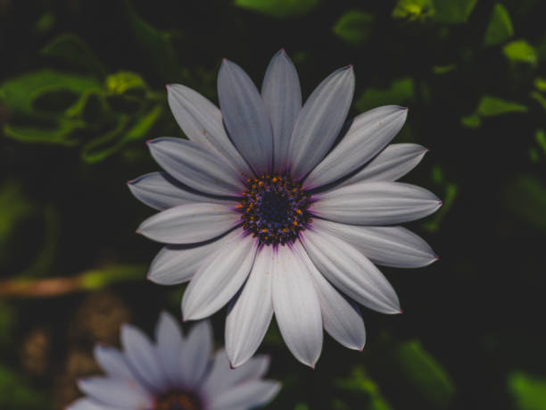 blooming daisies