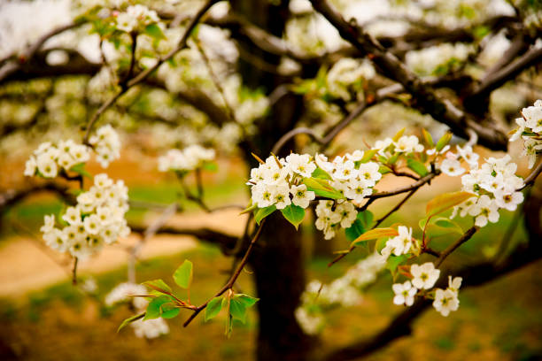 Blooming flowers, very beautiful, shot from close range