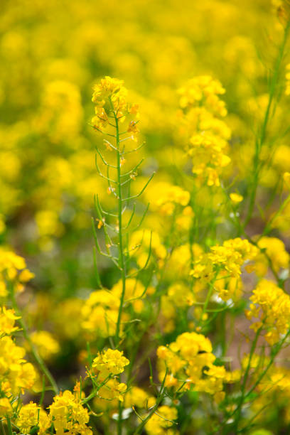 istock Yellow rape flower bloom in the farm 2202399594