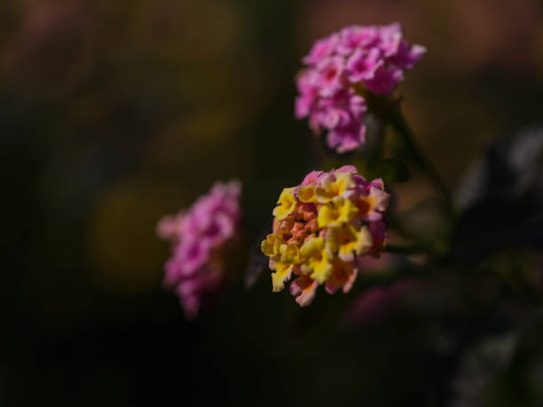 beautiful flower in the forest