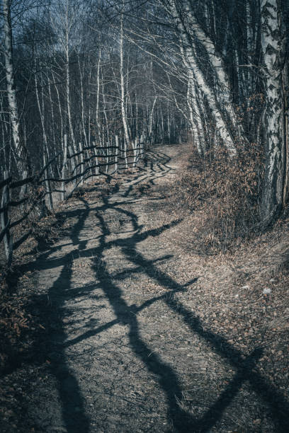 Dark forest in winter with tree trunks and branches. Retro vintage effect
