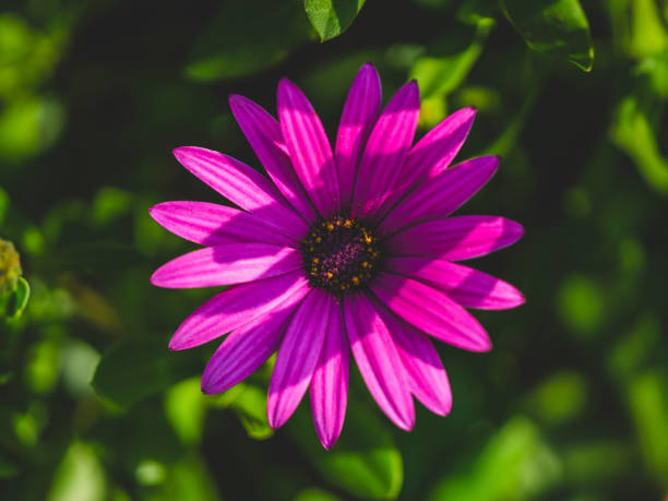 beautiful flower in the garden