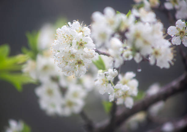 Winter seasonal flowers