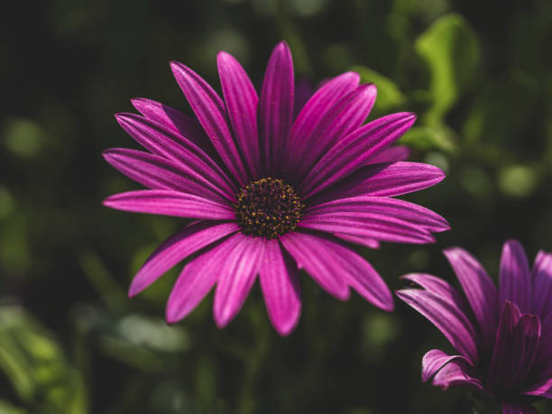 beautiful flower in the garden