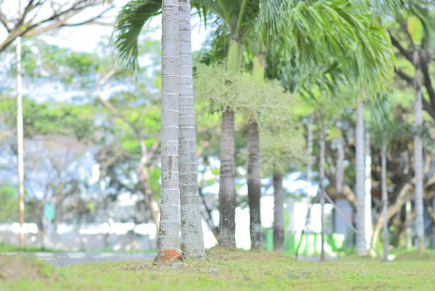 betel nut tree trunk and a grasshopper perched on a leaf