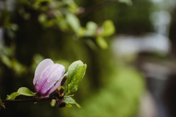Ice covered Magnolia