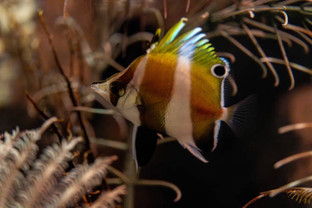 A very rare fish called Pandagenrokudai