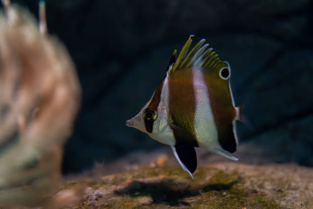 istock A very rare fish called Pandagenrokudai 2202407170
