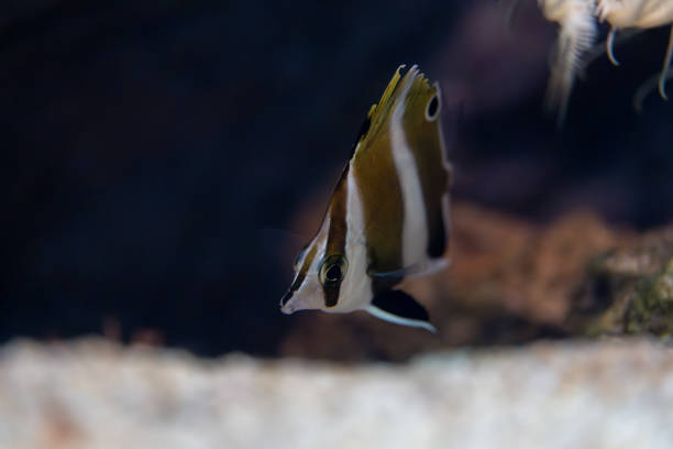 istock A very rare fish called Pandagenrokudai 2202407193