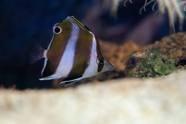 istock A very rare fish called Pandagenrokudai 2202407194