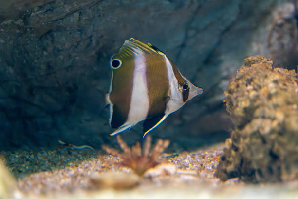 istock A very rare fish called Pandagenrokudai 2202407201