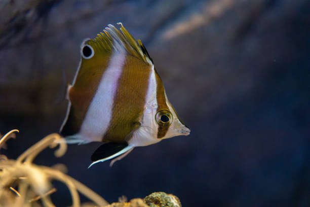 istock A very rare fish called Pandagenrokudai 2202407214