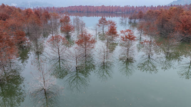 Reflections of Submerged Autumn Trees in a Tranquil Lake
