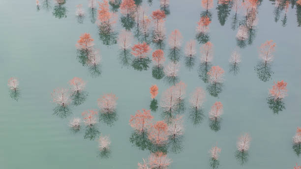 istock Sparse Submerged Autumn Trees with Reflections in Tranquil Water 2202411797