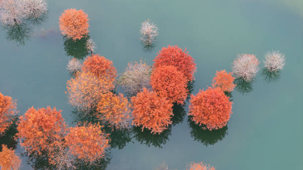 istock Submerged Autumn Trees Reflecting on Tranquil Water 2202411799