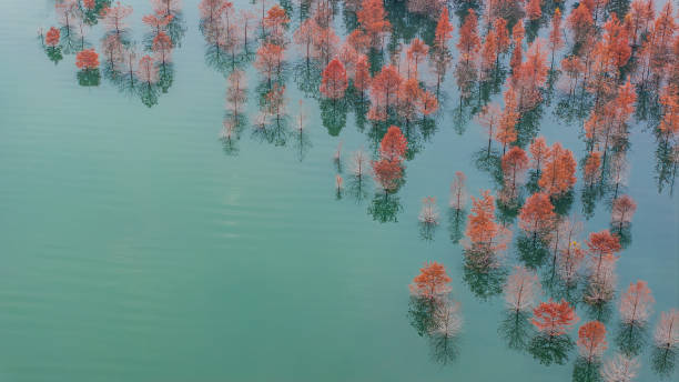 Submerged Autumn Forest Reflected in Still Waters
